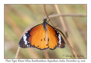 Plain Tiger