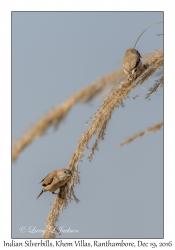 Indian Silverbills