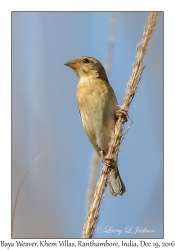 Baya Weaver