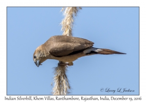 Indian Silverbill