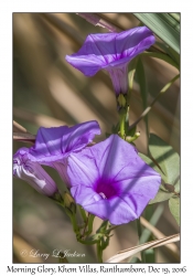 Morning Glories