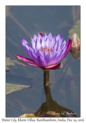 Water Lily