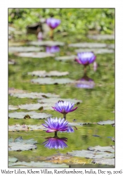 Water Lilies