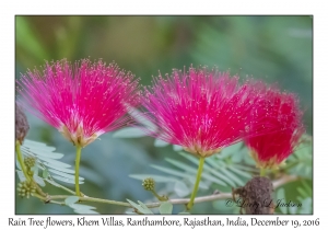 Rain Tree flowers