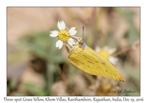 Three-spot Grass Yellow