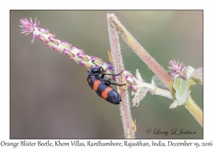 Orange Blister Beetle