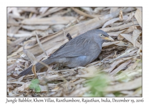 Jungle Babbler