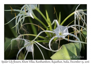 Spider Lily flowers