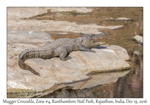 Mugger Crocodile