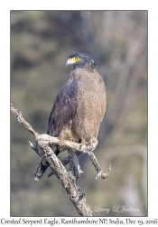 Crested Serpent Eagle