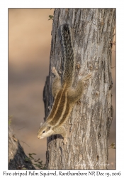 Five-striped Palm Squirrel