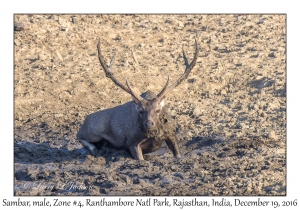 Sambar