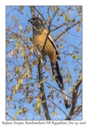 Rufous Treepie