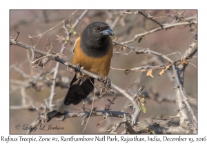 Rufous Treepie