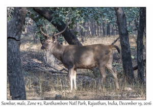 Sambar