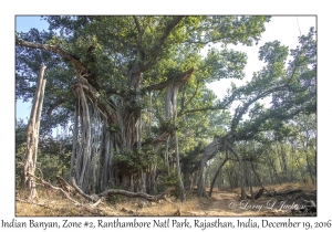 Indian Banyan