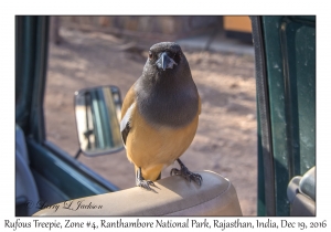 Rufous Treepie