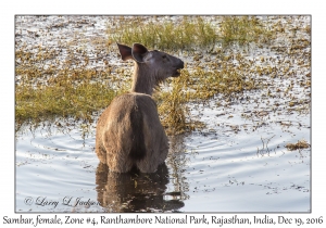 Sambar