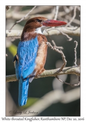 White-throated Kingfisher