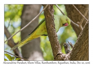 Alexandrine Parakeet