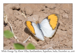 White Orange Tip