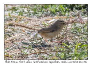 Plain Prinia