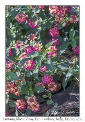 Lantana