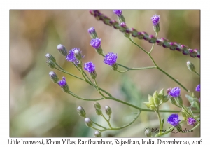 Little Ironweed