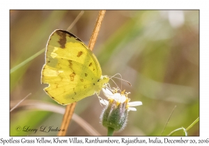 Spotless Grass Yellow