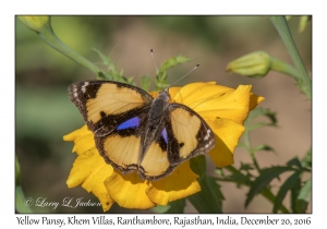 Yellow Pansy