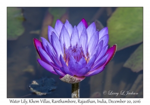 Water Lily