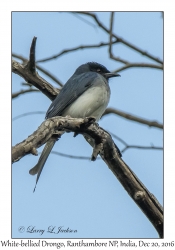 White-bellied Drongo