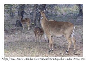 Nilgai