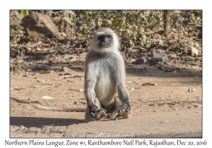 Northern Plains Langur