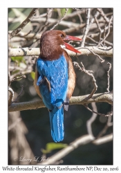 White-throated Kingfisher