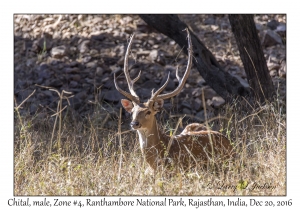 Chital