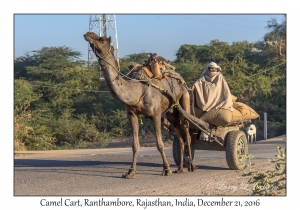 Camel Cart