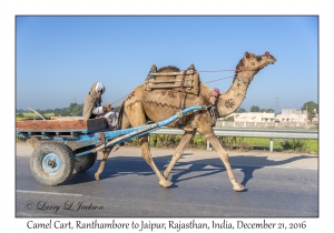 Camel Cart