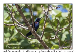 Purple Sunbird