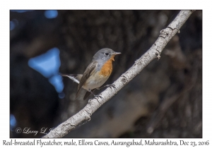 Red-breasted Flycatcher