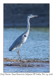 Grey Heron