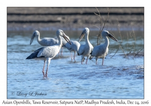 Asian Openbills