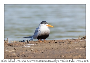 Black-bellied Tern