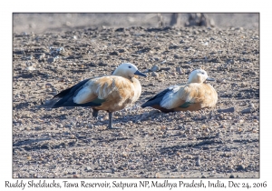 Ruddy Shelducks