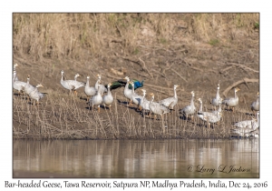 Bar-headed Geese