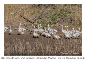 Bar-headed Geese