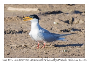 River Tern