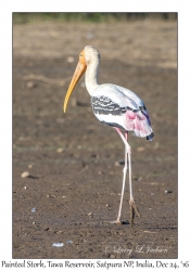 Painted Stork