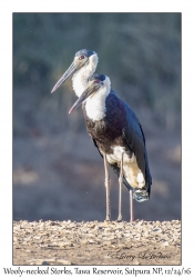 Wooly-necked Storks