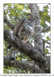 Crested Hawk Eagle